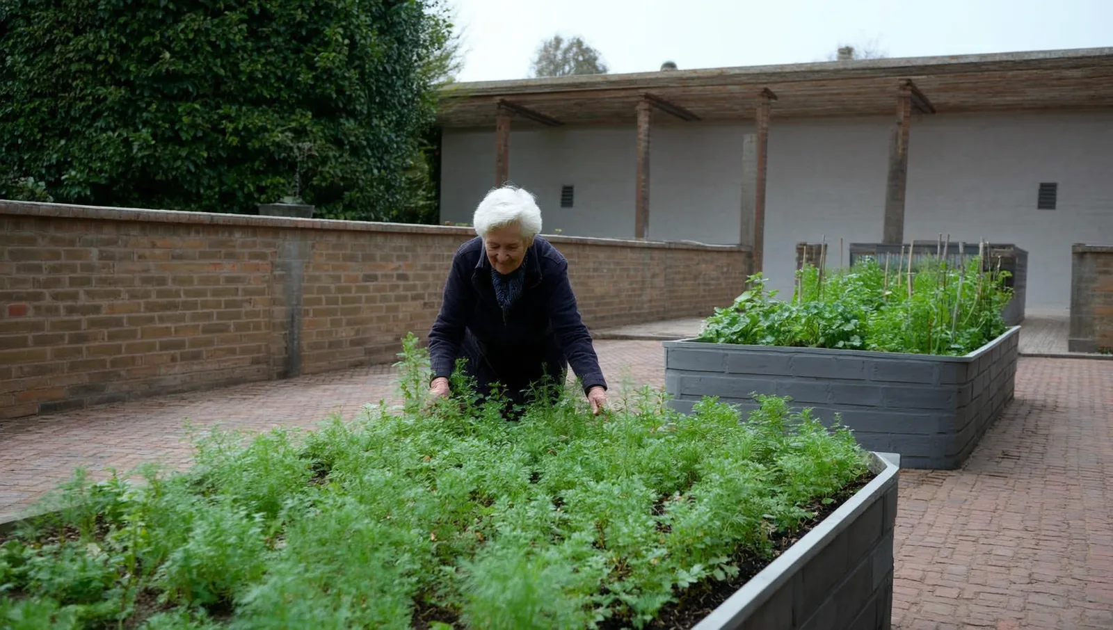 An older woman tending herbs in a raised planter bed in an enclosed brick courtyard garden.
